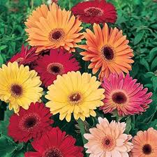 Perennial Gerbera Flower Seeds Mixed – Heirloom, Non-GMO, High Germination Organic Garden Seeds for Planting