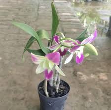 White Purple Orchis Simia Flower Seeds Heirloom Non-GMO High Germination Organic Garden Seeds