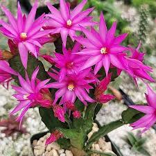 Pink Orchid Cactus Xmas Bells Flower Seeds – Heirloom, Non-GMO, High Germination Organic Garden Seeds for Planting