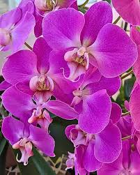 Phalaenopsis Orchid Flower Seeds Purple Heirloom Non-GMO High Germination Organic Garden Seeds for Planting