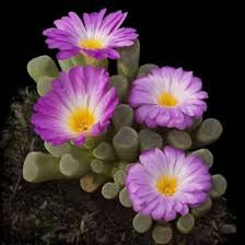 Semillas de Frithia Pulchra Rosa – Semillas de Jardín Orgánicas, Herencia, Sin OGM, Alta Germinación para Sembrar