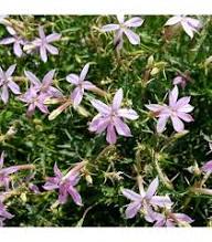 Pink Isotoma Axillaris Flower Seeds – Seeds for Planting, Heirloom, Non-GMO, High Germination Organic Garden Seeds