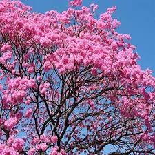 Pinke Jacaranda Blumensamen – Historisch, gentechnikfrei, keimstark