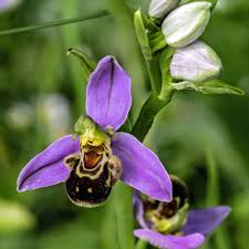 Pink Ophrys Apifera Flower Seeds – Heirloom, Non-GMO, High Germination Organic Garden Seeds for Planting
