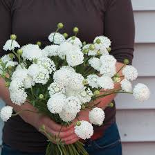 White Didiscus Flower Seeds – Heirloom Non-GMO High Germination