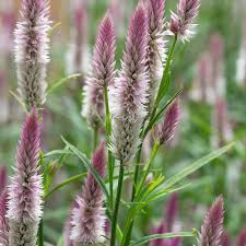 Pink Spicata Flower Seeds for Planting – Heirloom Non-GMO High Germination Organic Garden Seeds