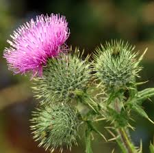 Pink Onopordum Acanthium Flower Seeds – Heirloom, Non-GMO, High Germination Organic Garden Seeds for Planting