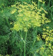 Vierling Dill herb seeds