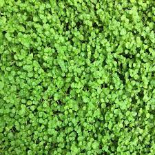 Corsican Mini herb seeds