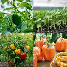 Mixed Pepper – Heirloom, Non-GMO, High Germination Organic Garden Seeds Planting