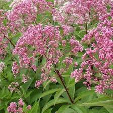Pink Eupatorium Flower Seeds Heirloom Non-GMO High Germination Organic Garden Seeds for Planting