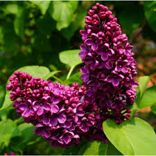 Purple Syringa Flower Seeds Heirloom Non-GMO High Germination Organic Garden Seeds for Planting