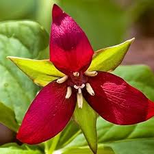 Red Trillium Grandiflorum Flower Seeds Heirloom Non-GMO High Germination Organic Garden Seeds for Planting