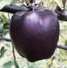 Apple Seeds Black Heirloom Non-GMO High Germination Organic Garden Seeds for Planting