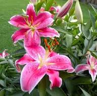 Pink Lilium Flower Seeds – Seeds for Planting, Heirloom, Non-GMO, High Germination Organic Garden Seeds