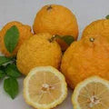 Giant Rough Lemon Fruit Seeds for Planting – Hardy Drought-Tolerant Citrus Heirloom Non-GMO High Germination Organic Garden Seeds