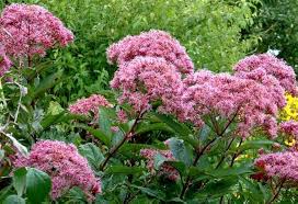 Pink Eupatorium Flower Seeds Heirloom Non-GMO High Germination Organic Garden Seeds for Planting