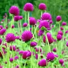 Purple Gomphrena Flower Seeds Heirloom Non-GMO High Germination Organic Garden Seeds for Planting