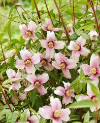 Pink Philadelphus Flower Seeds – Heirloom Non-GMO High Germination Organic Garden Seeds for Planting