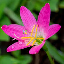 Pink Saffron Flower Seeds Heirloom Non-GMO High Germination Organic Garden Seeds for Planting