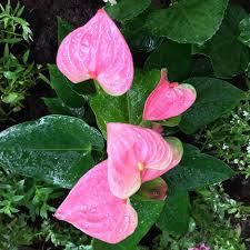 Pink Bonsai Anthurium Flower Seeds Heirloom Non-GMO High Germination Organic Garden Seeds for Planting