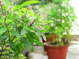 Green Basil Tulsi Plant Seeds Heirloom Non-GMO High Germination Organic Garden Seeds for Planting