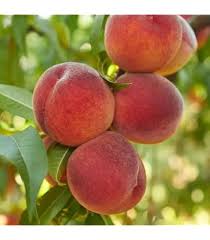 Red Haven Peach Fruit Seeds for Planting – Heirloom Non-GMO High Germination Organic Garden Seeds