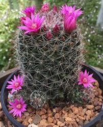 Perennial Giant Cactus Flower Seeds for Planting – Heirloom Non-GMO Organic Garden Seeds High Germination