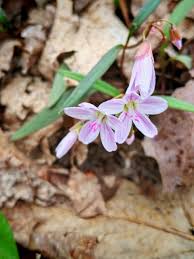 Semillas de flores Claytonia rosa – Semillas orgánicas de jardín para plantar, reliquia, sin OMG, alta germinación
