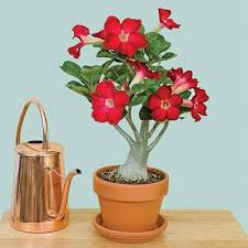 Red Adenium Flower Seeds – Heirloom, Non-GMO, High Germination Organic Garden Seeds for Planting