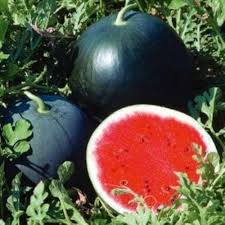 Black Diamond Watermelon Fruit Seeds for Planting Heirloom Non-GMO High Germination Organic Garden Seeds