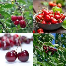 Cherry Plum Fruit Seeds for Planting – Heirloom Non-GMO High Germination Organic Garden Seeds for Sweet Juicy Fruits
