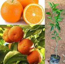 Blood Orange Fruit Seeds for Planting – Fast-Growing Vitamin C Rich Juicy Trees, Heirloom &amp; Non-GMO Seeds Seeds for Planting Organic Garden Seeds High Germination