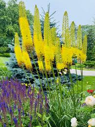 Eremurus Stenophyllus Yellow Flower Seeds – Heirloom Non-GMO High Germination Organic Seeds