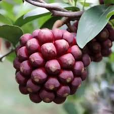 Kadsura Coccinea Fruit Seeds – Heirloom Non-GMO High Germination Organic Garden Seeds for Planting Rare Hardy Climbing Fruit Vine