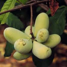 Paw Paw Seeds Yellow for Planting – Heirloom Non-GMO High Germination Organic Garden Seeds