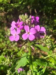 Semillas de Flores Hesperis Rosadas – Orgánicas, de Polinización Abierta, Sin OGM, de Alta Germinación para Jardín