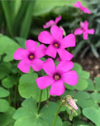 Oxalis Flower Seeds Pink Perennial – Heirloom, Non-GMO, High Germination Organic Garden Seeds for Planting Seeds for Planting