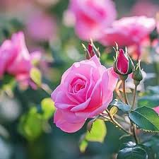 Pink Rosea Flower Seeds for Planting – Heirloom Non-GMO High Germination Organic Garden Seeds