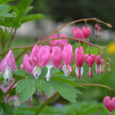Semillas de flores de Dicentra trepadora rosa – Herencia, sin OGM, semillas de jardín orgánicas de alta germinación para plantar