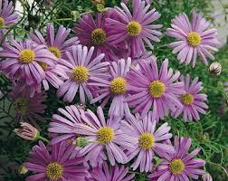 Violet Daisy Brachyscome Flower Seeds Heirloom Non-GMO High Germination Organic Garden Seeds