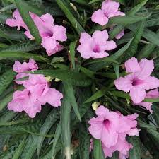 Pink Ruellia Tuberosa Flower Seeds Heirloom Non-GMO High Germination Organic Garden Seeds for Planting