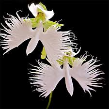 White Habenaria Radiata Flower Seeds Heirloom Non-GMO High Germination Organic Garden Seeds for Planting