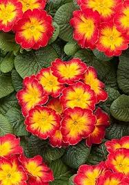 Red Yellow Primula Flower Seeds for Planting – Heirloom Non-GMO High Germination Organic Garden Seeds