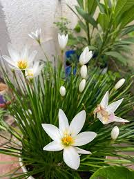 White Zephyranthes Flower Seeds – Heirloom Non-GMO High Germination Organic Garden Seeds