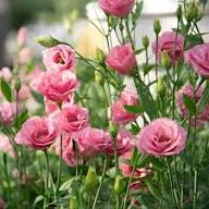 Semillas de flores de lisianthus perenne – Heirloom, sin OMG, semillas de alta germinación
