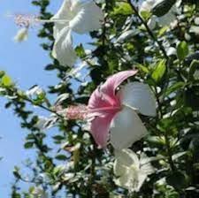 Rare Pink White Hibiscus Flower Seeds Heirloom Non-GMO High Germination Organic Garden Seeds for Planting