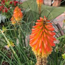 Orange Kniphofia Uvaria Flower Seeds – Heirloom, Non-GMO, High Germination Seeds