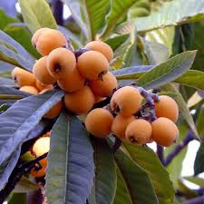 Big Jim Loquat Fruit Seeds for Planting Heirloom Non-GMO High Germination Organic Garden Seeds