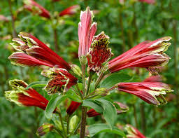 Red Alstroemeria Psittacina Flower Seeds – Heirloom, Non-GMO, High Germination Organic Seeds for Planting